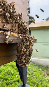 Are your bees hanging outside the hive like this on a hot day? ☀️ Don’t stress – this is totally normal! It’s called ‘bearding’ and it helps them cool the hive when it’s warm and humid out 🐝❄️ #FlowHive #beeeducation #beardingnotswarming | Flow Hive