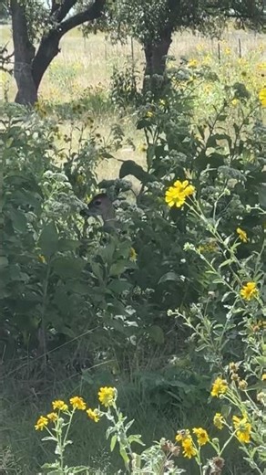 Can you find the Baby deer hiding