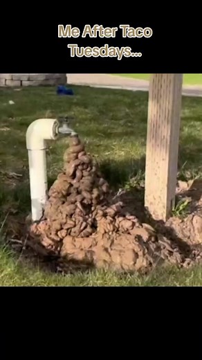 Funny Poop Sounds Compilation for Taco Tuesday