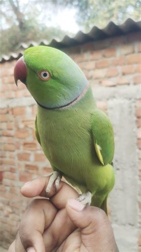 cute parrot voice video #parrot #talkingparot