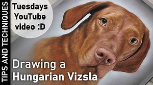 I recently shared Blue's finished portrait. A gorgeous Hungarian Vizsla with those stunning burnt sienna and yellow ochre colours. There are a couple of main tips I discuss here one of which is fur direction, length and thickness. Where and how I hold the pencil is for a specific pencil stroke I am trying to create Drawing with pastel pencils is similar to working with paint and brushes in that how much pressure you apply will create a variety of pencil strokes. When I draw short shiny fur like 