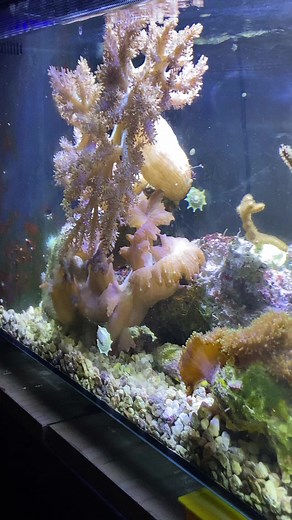 Tadpole the Frogfish 🇨🇦 (@tadpolethefrogfish)’s videos with original sound - Tadpole the Frogfish 🇨🇦