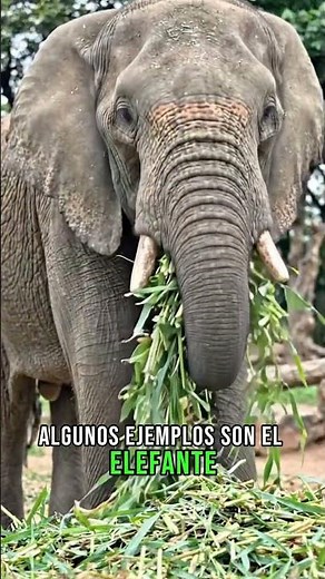 ANIMALES HERBIVOROS