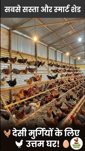How to build the smartest chicken shed on a budget? Shed Design #poultryfarming #poultryrearing