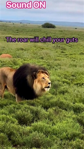 Why Do Lions Roar? 🦁 🦁 #lion #lionroar #animals