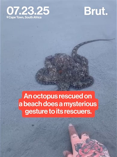 A mother and her young daughters discovered what they thought was a dead octopus on Kleinbaai Beach in Cape Town, South Africa. After pouring water over the animal and moving it to a tidal pool, the octopus revived. Video shows the ocotopus stretching out a tentacle to lightly touch one of its rescuers before swimming away, in what many viewers are calling a gesture of thanks.⁣ ⁣ #capetown #oceanrescue #wildlifemoments #octopus #beachstory