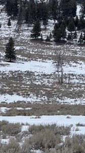 30K views · 1K reactions | Volume up for this one to hear howling...