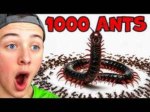 Beckbros React to 1000 Ants Vs Giant Centipede