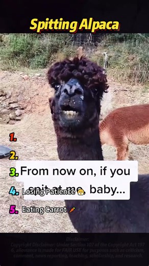I won’t allow it if you’ve never seen a llama #top #ranked #usa #fyp #pov #comedy #funny #relatable