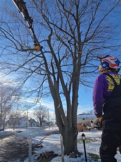Grapple Saw stuff #TreeRemoval #StihlChainsaw #BullysTreeService #TreeService #WinterWork