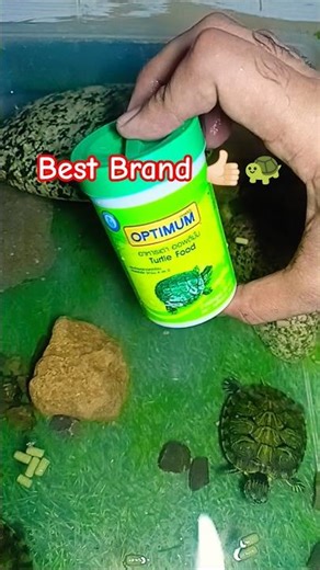 My #turtles favorite food #turtlefood #turtlefeeding #turtleeating #redearedslider