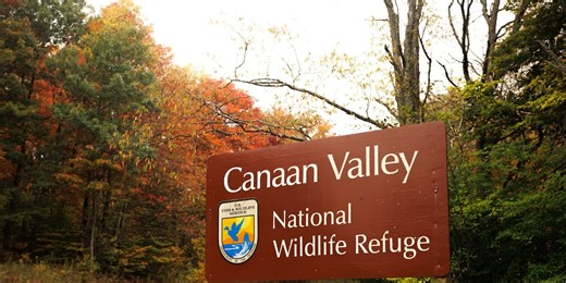 Canaan Valley Wildlife Refuge giving away free, real Christmas trees this holiday season