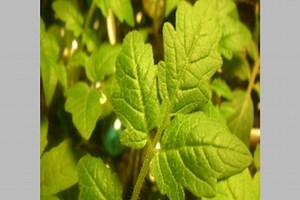 Plant Disease Identification