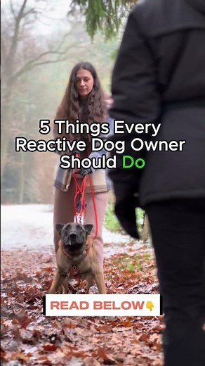 5 Positive Reinforcement Tips for Reactive Dogs