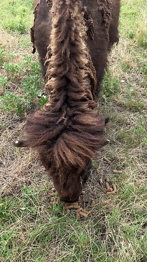 Meet Eleanor, Our Favorite Bison Cow in Oklahoma!