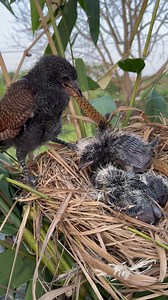 snake-eating bird | Animal WORLD