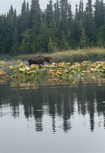 🫎 Moose Crossing at Nancy Lake – Alaska Wildlife Magic! While paddling with my daughter through Nancy Lake State Recreation Area, we were scouting for prime pike fishing spots among the lily pads—and then, a massive bull moose casually stepped out and swam right across the lake! Captured it all on video. 🛶💦 Thinking about your next Alaska adventure? Tippecanoe Alaska is the perfect paddle stop between Anchorage and Denali. Located just off the Parks Highway at mile 67, we offer canoe, kayak,