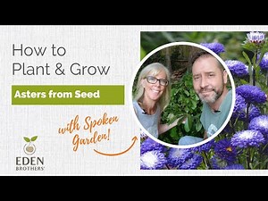 How to Plant and Grow Asters from Seed