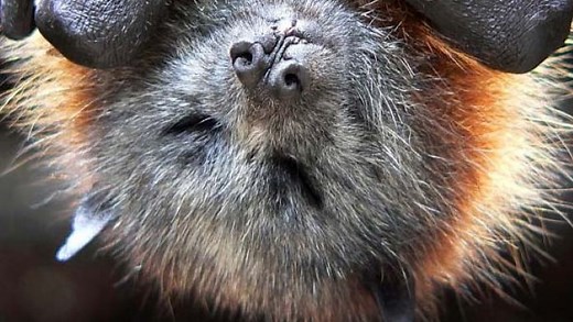 Flying foxes increasing in urban areas means more potential conflict with humans