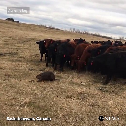 Beaver leads a herd of 150 cattle around a field in Saskatchewan, Canada. “A very Canadian moment on our Canadian ranch.” http://abcn.ws/2oJFVji | ABC News