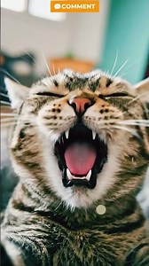 Cute Cat Sneezing in Slow Motion#cat #funny #catlovers #animals
