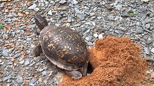 Box Turtle Lays Eggs in Her Nest ►► Watch Full: https://bit.ly/2PlsrLq | Animal Surrounding