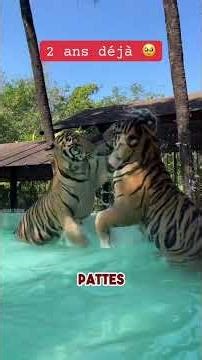 The story of Augustin the tiger #animals #tiger #incredible #animalintelligence
