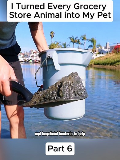 Buying Shrimp for My Aquarium Setup