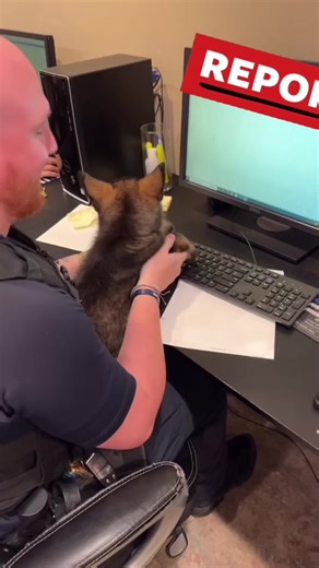 Funny police officers and k9 dogs #cops #k9 #dog #funny #fyp