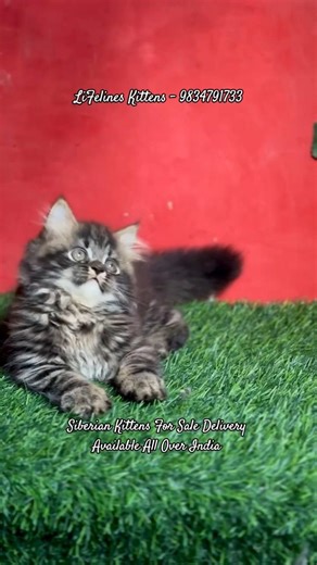 Siberian Cat Price In Bangalore India #hubballi #cat #siberiancat #pune #bengaluru #petcat #jaipur