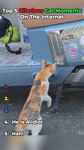 These Cat Reactions are too Funny! Part 2 🐾 | Ranking Top 5 Videos #shorts