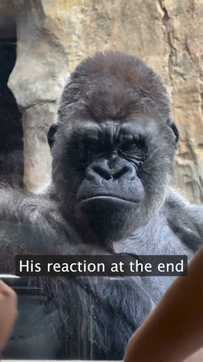 Gorilla gets annoyed by baby crying at the zoo 😤 #funny #gorilla #funnyanimals
