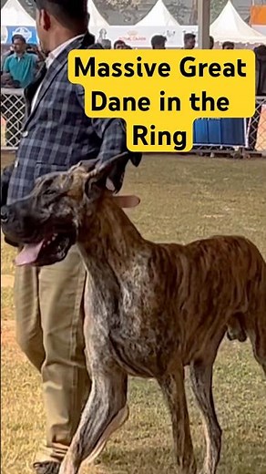 GIANT Great Danes Take Over 😳🔥 | Specialty Show | Day 3 | Bhubaneswar National Dog Show 2025-2026