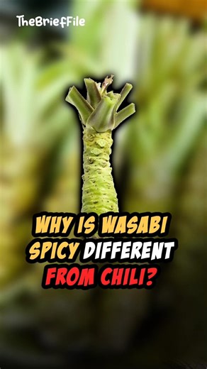 Why Is Wasabi Spicy Different From Chili? 🌱 #thebrieffile #shorts