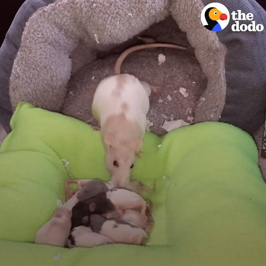 14M views · 1K reactions | This rat mom has the sweetest bedtime routine with her babies  | The Dodo | Facebook