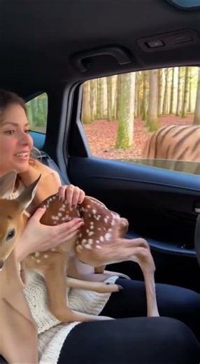 Woman saving the Deer | #cuteanimals #cuteanimals #saveanimals