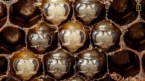 Witness the eerily beautiful growth of larvae into bees in this mesmerizing time-lapse video from photographer Anand Varma. #bees #life | Bee Friendly