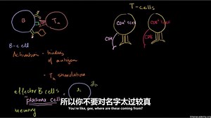 医学科普合集系列：35.B 细胞、 CD4 + T 细胞和 CD8 + T 细胞