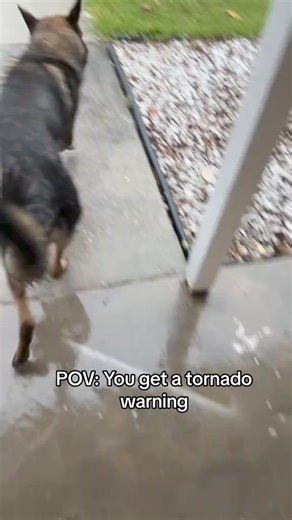 27K views · 791 reactions | POV: Tornado hitting Georgia #k9arlo #doglover #dogsofinstagram #tornado #germanshepherd #doglife #explorepage #explore #viralshorts | Tyler McCoy and K9 Arlo | Facebook