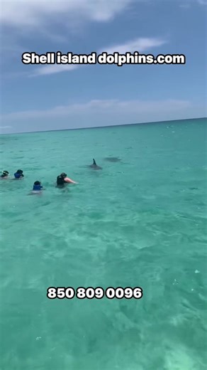 We are dolphin and snorkel tour agency located in Panama City Beach Florida and we are already taking bookings for spring break summer and fall of this year get on our calendar and ask me how to save #pcb #dolphins #adventure #travel #springbreak #fypシ #fypviralシ #viral #FamilyVacation | Shell Island Dolphin Tours LLC