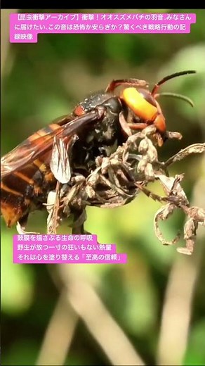 【昆虫衝撃アーカイブ】衝撃！オオスズメバチの羽音。みなさんに届けたい、この音は恐怖か安らぎか？驚くべき戦略行動の記録映像 #オオスズメバチ #生態 #昆虫図鑑 #昆虫観察 #insects