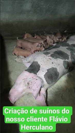 batch of 25-day-old piglets PIETRAIN with DUROC. #pigfarming #pig #breeding
