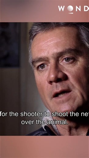 Watch as a helicopter pilot expertly guides a group of caribou, then makes a surprising dive to scatter the herd. Nature's choreography is stunning. #Caribou #Helicopter #Wildlife #Nature #Alaska From: Nerves of Steel Series 01 Episode 01 | The Wonder Channel