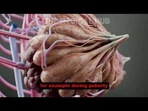 Understanding Female Breasts: Anatomy & Function Explained | Female Breasts