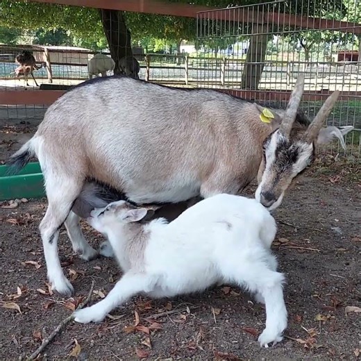 Adorable Baby Goat Nursing 🐐❤️