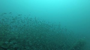 1.2K views · 49 reactions | You’ve heard of counting stars. What...