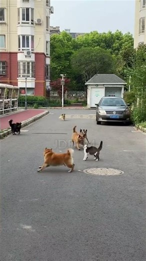 “Cat standing strong against all odds 🐱🔥” #CatVsDogs #BraveCat