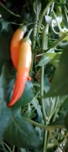 Beneficios del Chile Picante y sus Usos Naturales