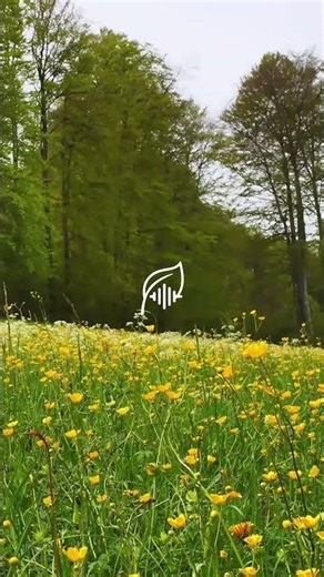 Peaceful Meadow Nature Sounds 🌿