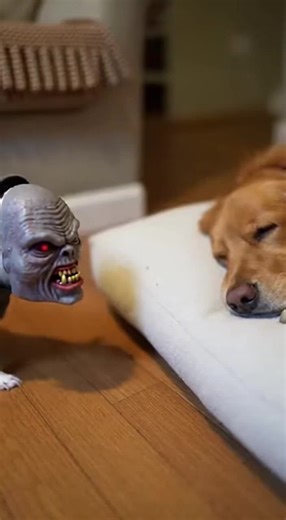 Understanding Chihuahua Behavior